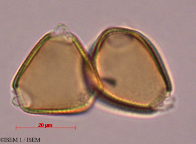 Erythrina edulis - lame n° 29308